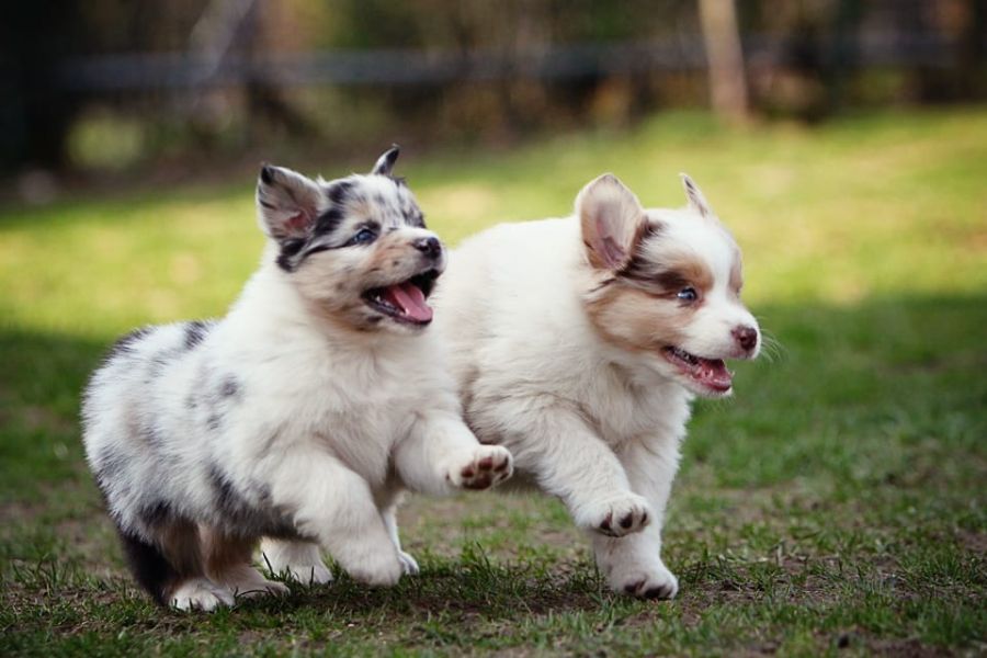 Cuccioli di AUSTRALIANO PASTORE  per adozione ( maschio e femmina )
