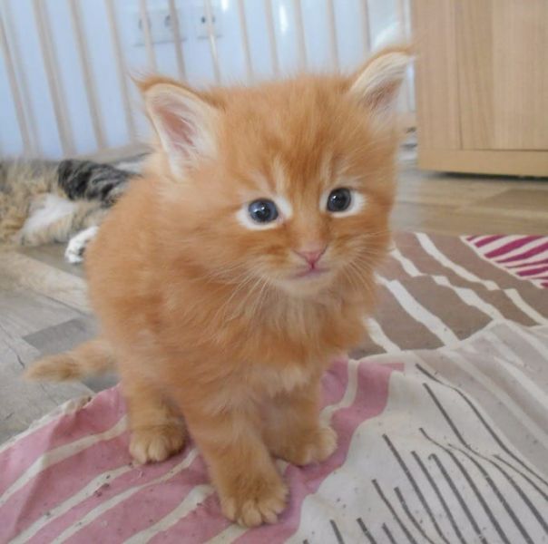 Molto bella e sani gattini main coon  per adozione maschi e femmine disponibili (gratis) 