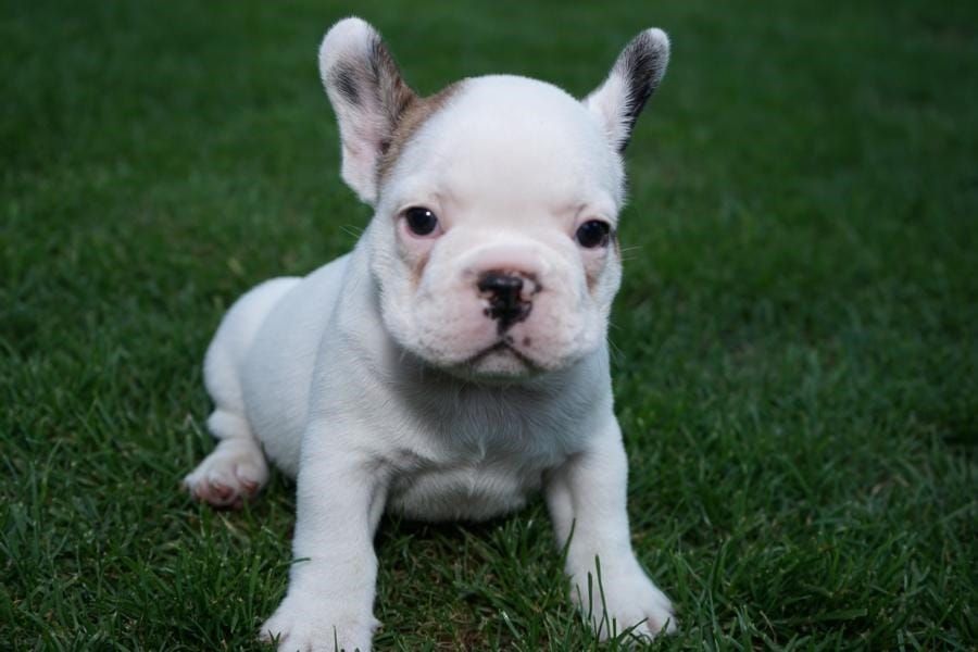 Molto bella e sani cuccioli di Bulldog Francese per adozione maschi e femmine disponibili (gratis)