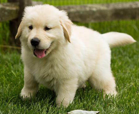 Cuccioli di golden retriever  per adozione ( regalo  )