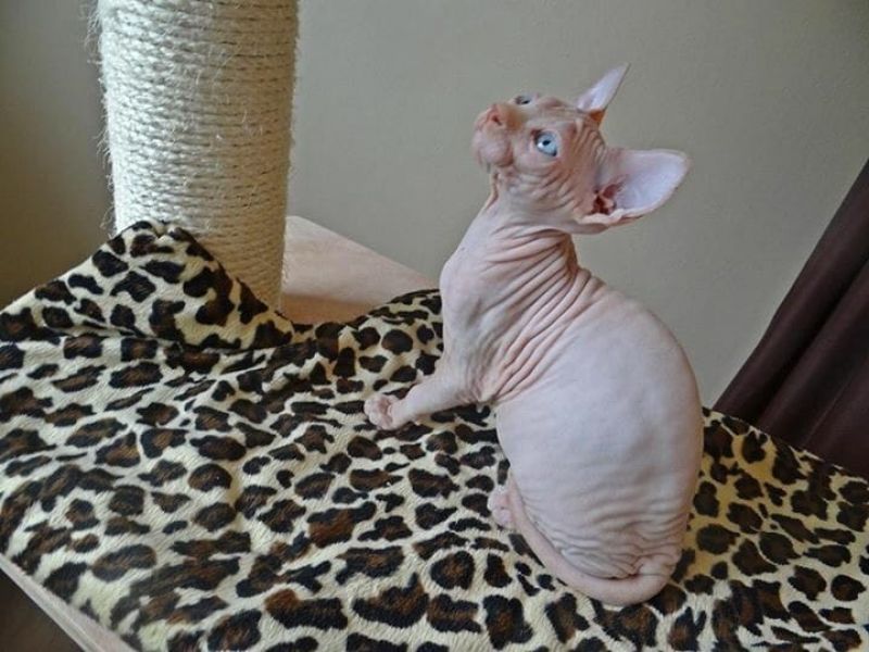 Bella e sani gattini di Sphynx  per adozione 