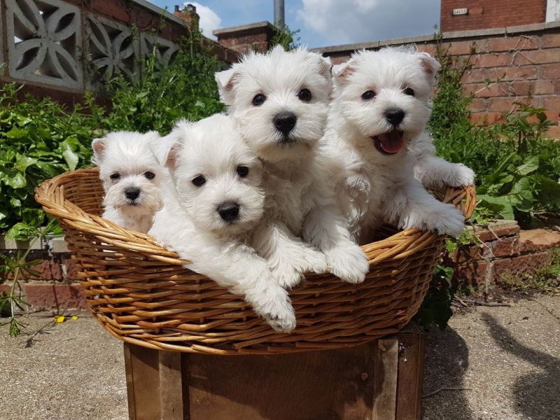 Regalo Cuccioli di West Highland Terrier in pronta consegna