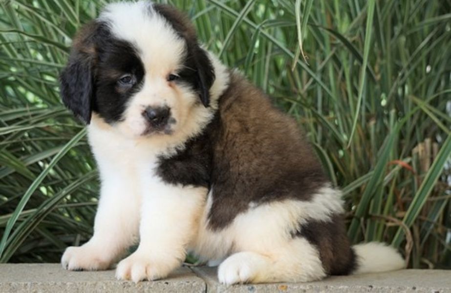 Regalo San Bernardo  cuccioliato disponibili