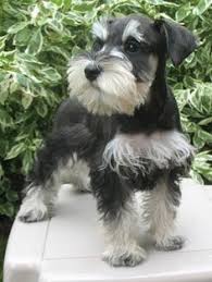Abbiamo disponibili cuccioli di schnauzer Maschietti e Femminucce
