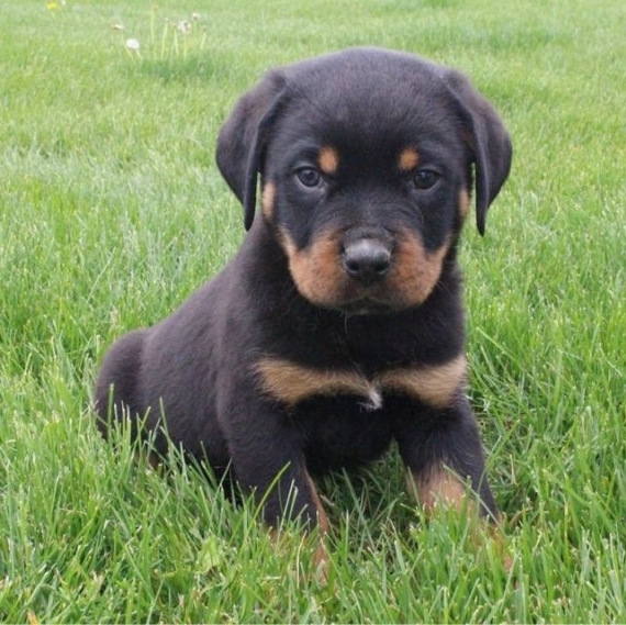 REGALO Cuccioli di rottweiler 1 femmine e un maschietto.
