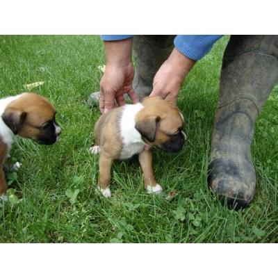 Due splendide cucciolotte di Boxer