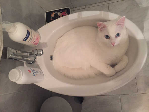 Mion micio buono ed affettuoso