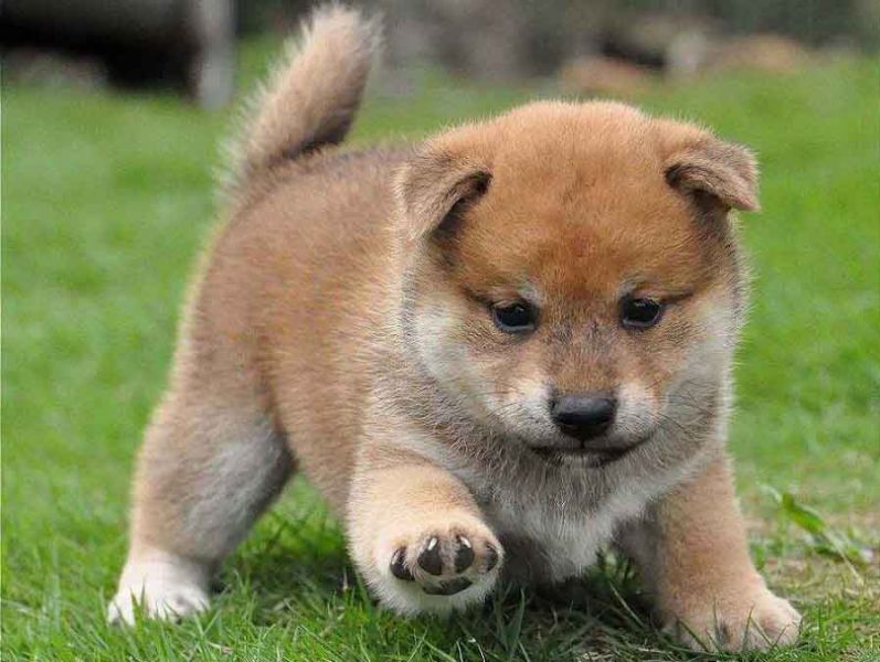 Cuccioli di shiba-inu per adozione ( maschio e femmina )