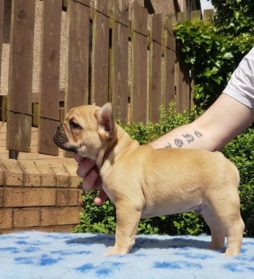 Cuccioli di Bulldog francese per l'adozione Abbiamo una bella lettiera di bulldog francese per l'ado