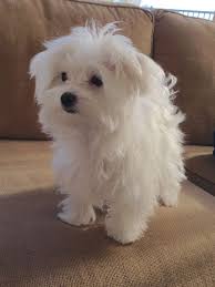 Cuccioli maltesi per adozione. .