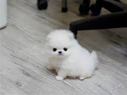 Disponibili Volpini della Pomerania.