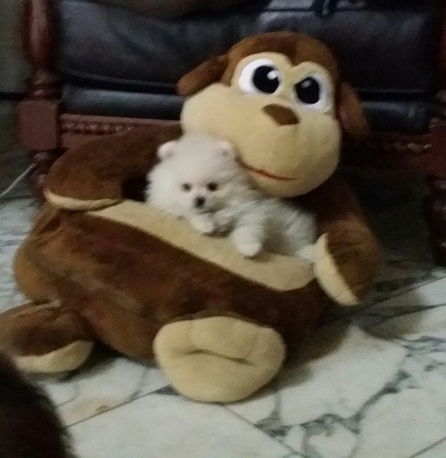 { Regalo Volpino di pomerania 