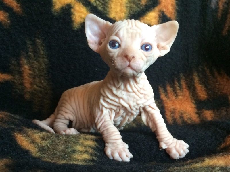 Molto bella e sani gattini Sphynx  per adozione maschi e femmine disponibili (gratis)