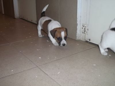 Jack Russell 