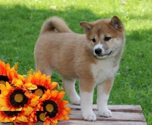  regalo cuccioli di Shiba Inu disponibili per l'adozione