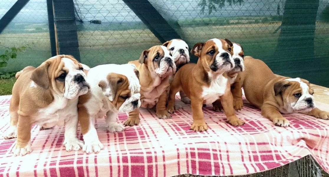 Molto bella e sani cuccioli di bulldog inglise  per adozione maschi e femmine disponibili (gratis) 