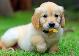 Adorabili cuccioli di golden retriever femminucce e maschietti disponibili per l'adozione