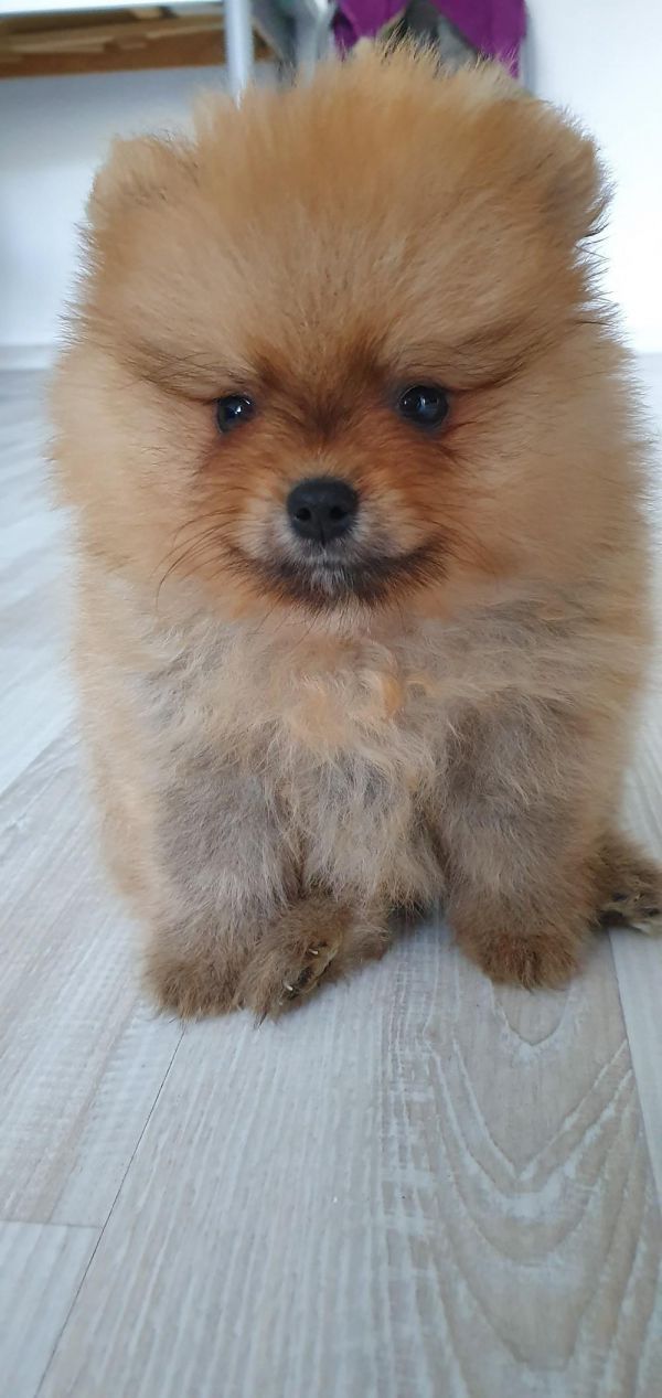 Volpino di pomerania toy