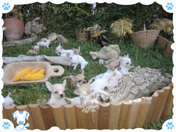 Due cuccioli di chihuahua teacup,.