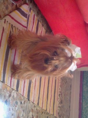 cagnolino yorkshire in regalo 4 anni (va)