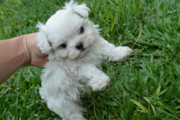 Femmina Cuccioli di Maltese !!!!!!!