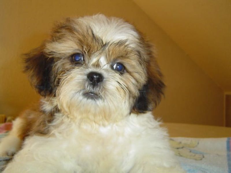  cuccioli di shih tzu per adozione ( regalo  )