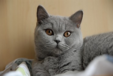 Adorabili cuccioli di British shorthair femminucce e maschietti disponibili