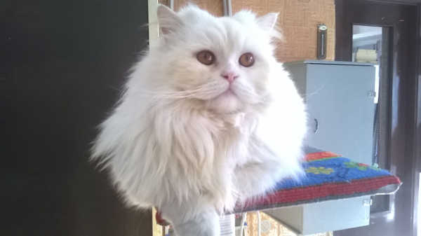 Milo e Nadine, mici in cerca di una nuova casa