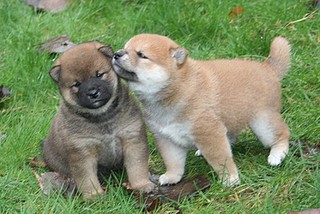 Adorabili cuccioli di shiba-inu femminucce e maschietti disponibili per l'adozione gratuita i cuccio