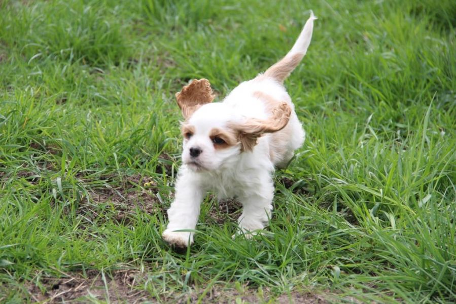  cuccioli di cocker-spaniel   per adozione ( maschio e femmina )