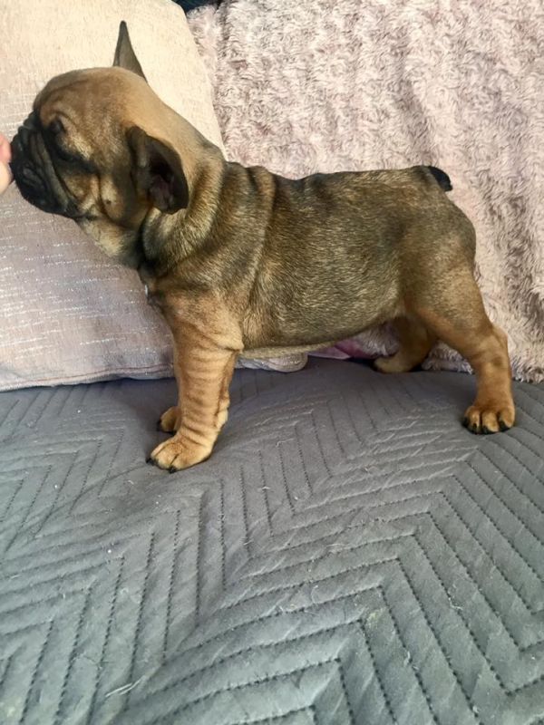 Molto bella e sani cuccioli di bulldog francese per adozione  