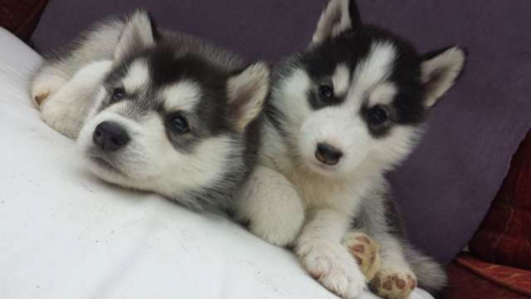 Regalo Siberian Husky