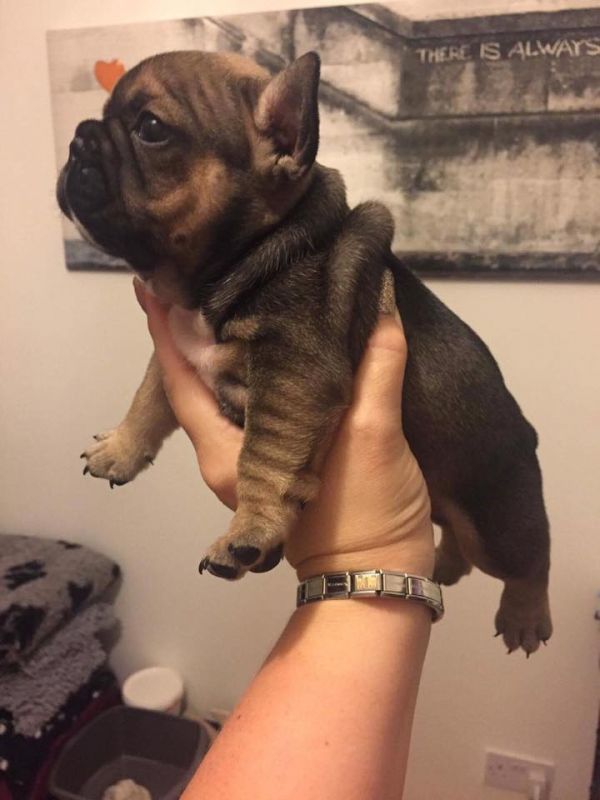 Molto bella e sani cuccioli di bulldog francese per adozione  