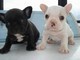 Cuccioli di Bulldog Francese.