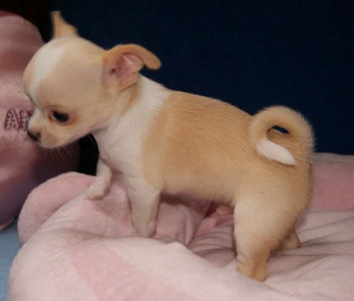 Voglio ri-casa il mio cucciolo di chihuahua di pura razza 