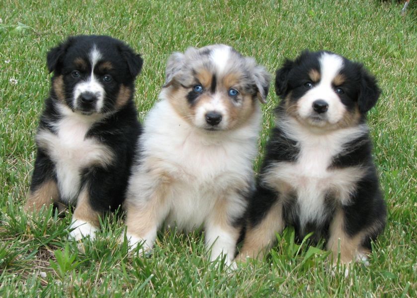 Regalo adorabili cuccioli pastore australiano femminucce e maschietti