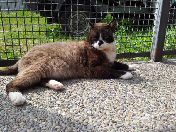 Peppo, micio in cerca di casa