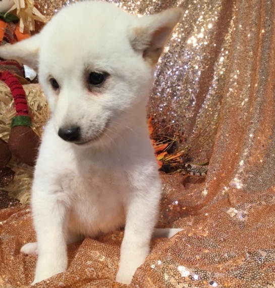 REGALO due cuccioli di Shiba Inu per l'adozione