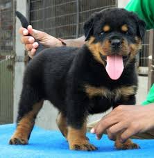Adorabili cuccioli di rottweiler