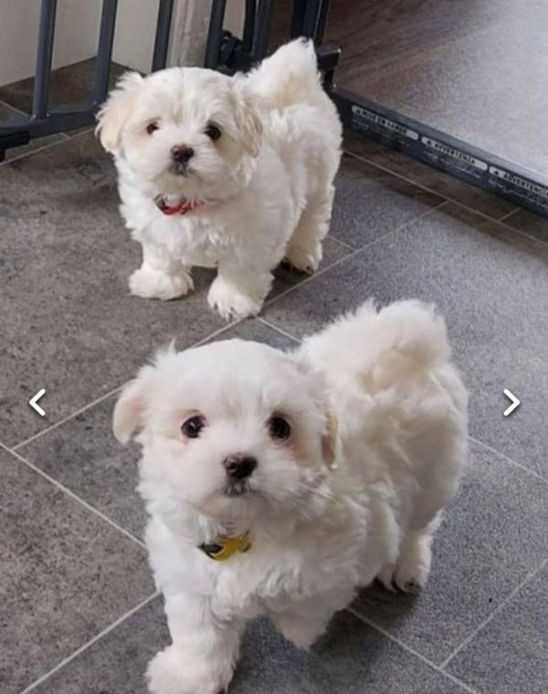 MALTESE cuccioli in adozione gratuiti ( REGALO)