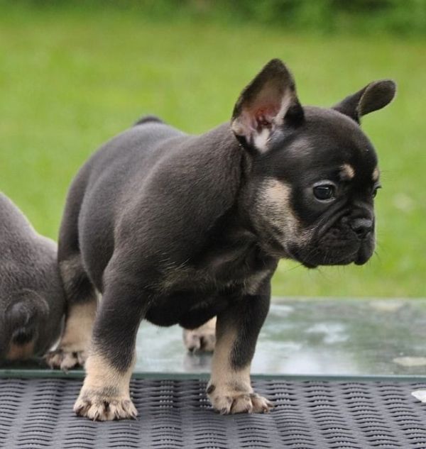 Sani maschio e femmina cuccioli di bulldog francese per adozione 