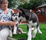 Regalo cuccioli di Siberian Husky