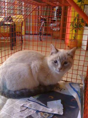 Ottaviano micio tipo siamese