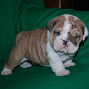 Adorabili cuccioli di bulldog inglese femminucce e maschietti disponibili per l'adozione