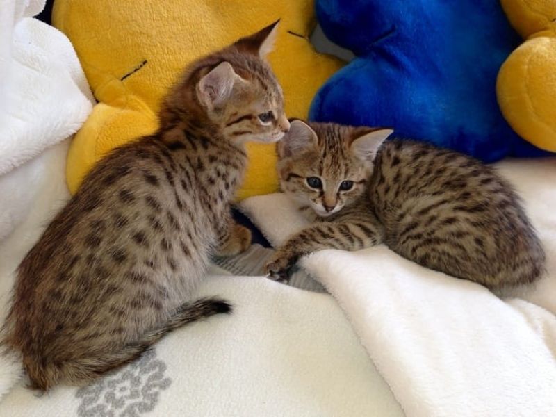 Regalo Gattino 2 mesi simil bengala