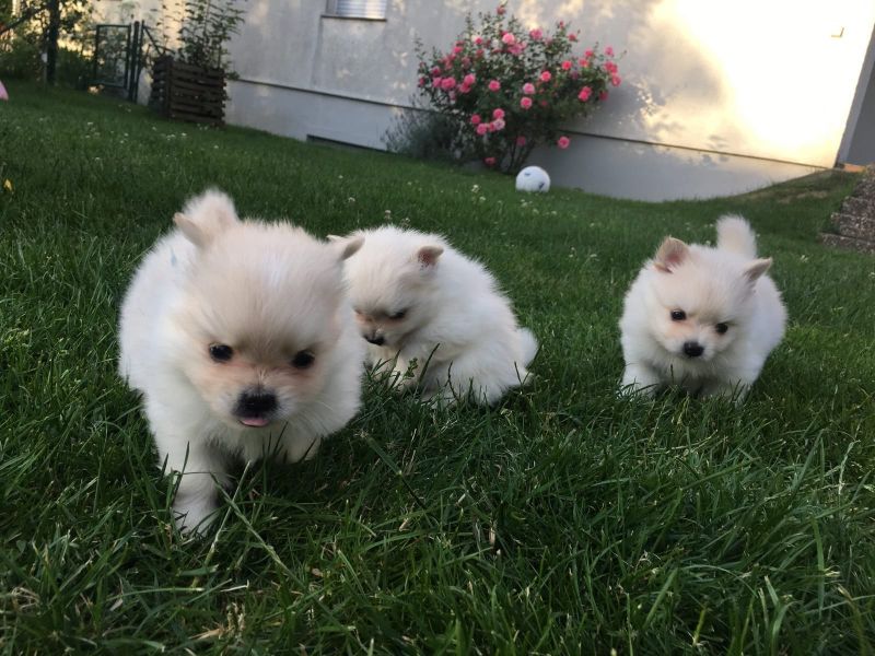 Molto bella e sani cuccioli di volpino pomeranian per adozione maschi e femmine disponibili (gratis)