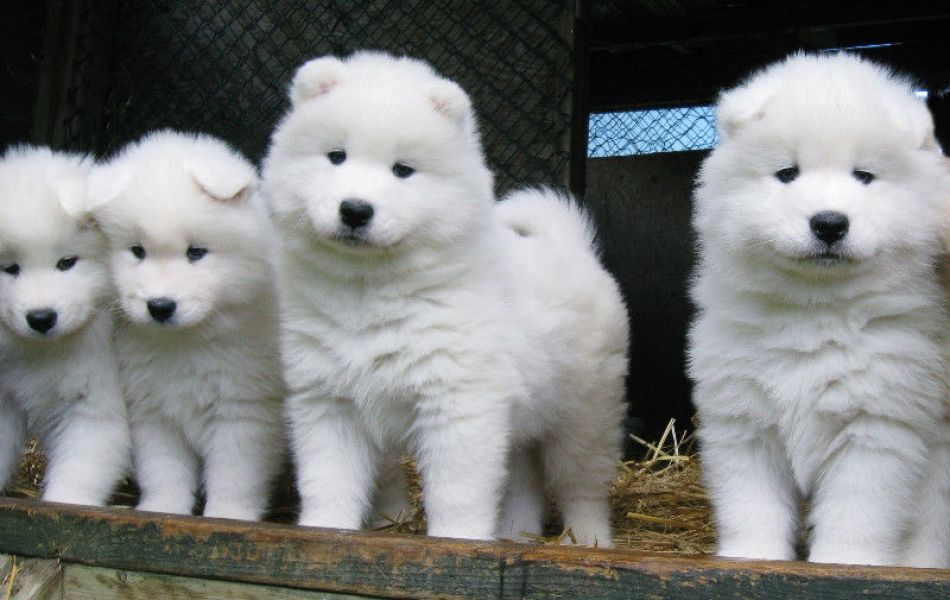 Cuccioli di samoiedo
