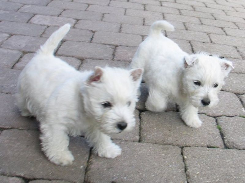 Molto bella e sani cuccioli di West highland per adozione maschi e femmine disponibili (gratis)
