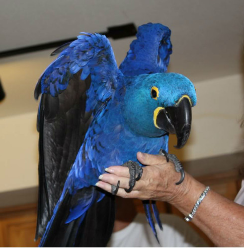  ara Blu ararauna parlante allevato a mano