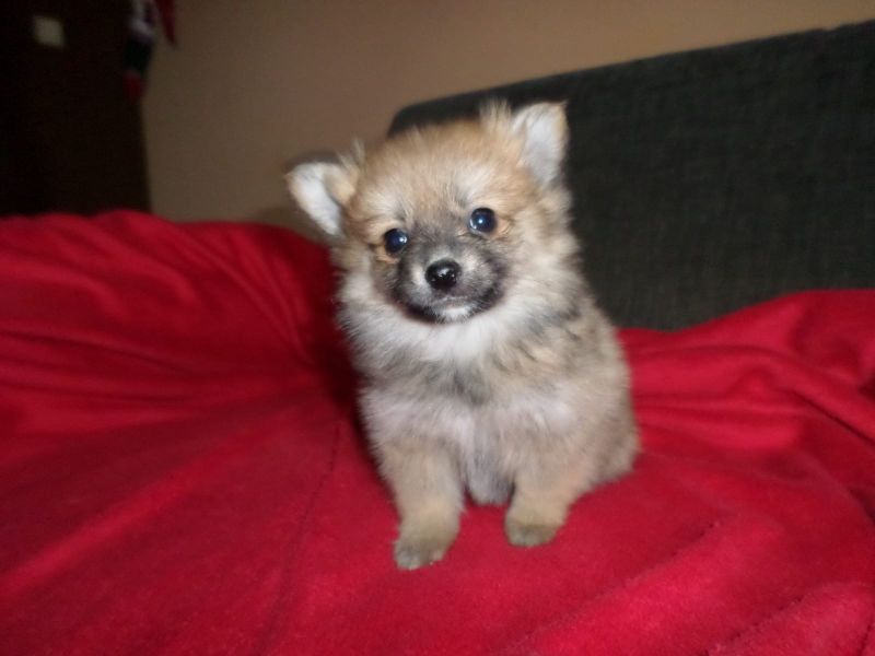  cuccioli di volpino pomeranian  per adozione ( maschio e femmina )